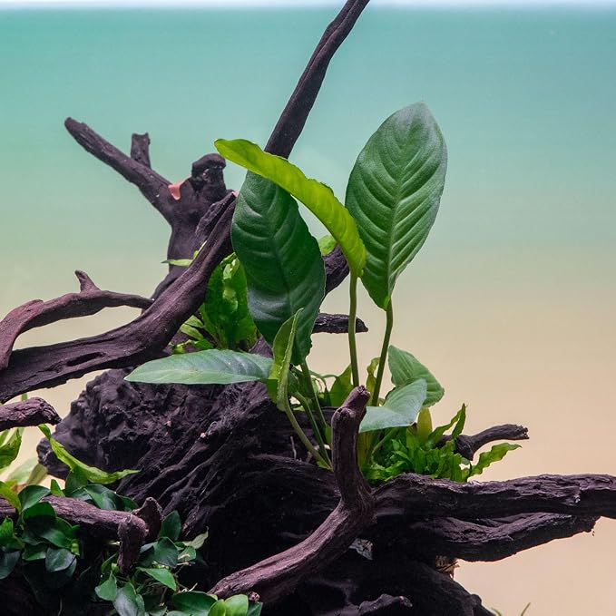 Anubias Live Aquarium Plants - Potted Freshwater Plant for Fish Tanks, Terrariums - Beginner Friendly Low Light (Heterophylla, 1 Pot)