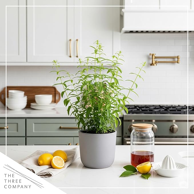 Live Aromatic and Edible Herb - Lemon Verbena (4 Per Pack) - Naturally Improves Sleep Quality - 6" Tall by 4" Wide in 1 Pint Pot