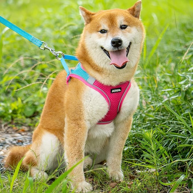 AIITLE Easy Walk Dog Harness and Leash Set - Pet Supply No Pull, Step in Adjustable Dog Harness with Padded Vest, Dog Harness No Choke Over, Easy to Put on Medium Dogs Hot Pink L