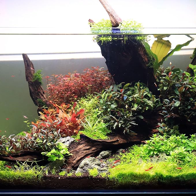Ultum Nature Systems Driftwood - Malaysian Drift Wood for Fish Tank, Planted Tank, Terriarium, Paludarium - Versatile Natural Driftwood Decor, Events Wood Centerpiece - Malaysian, S 8-12", 3 Pack