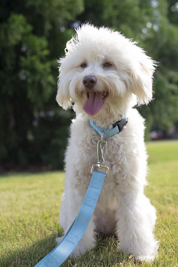 Country Brook Petz - Everyday Nylon Dog Collar and Leash - 10+ Cool Colors (3/4 Inch, Medium, Ocean Blue)