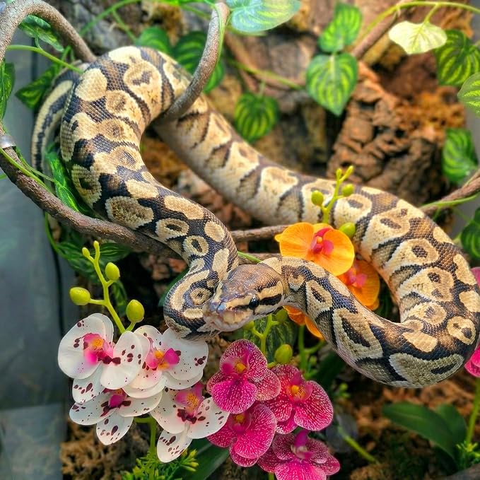 5 Pcs Reptile Plants & Habitat Decor Kit - 3 Artificial Phalaenopsis Orchid & Large 5ft Jungle Vine Branch, Terrarium Tank Decor & Climbing Accessories for Crested Gecko, Bearded Dragon