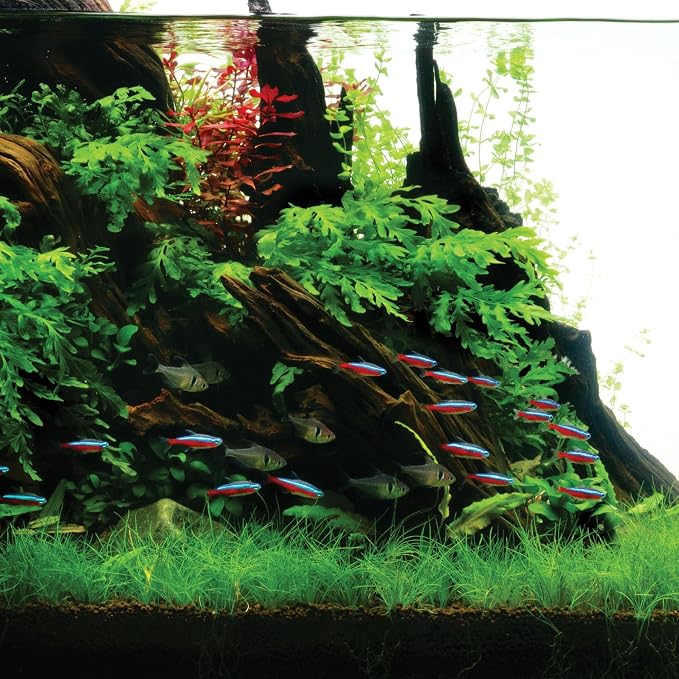Ultum Nature Systems Driftwood - Amazon Drift Wood for Fish Tank, Planted Tank, Terriarium, Paludarium - Versatile Natural Driftwood Decor, Events Wood Centerpiece - Amazon Wood, Small (4-9")