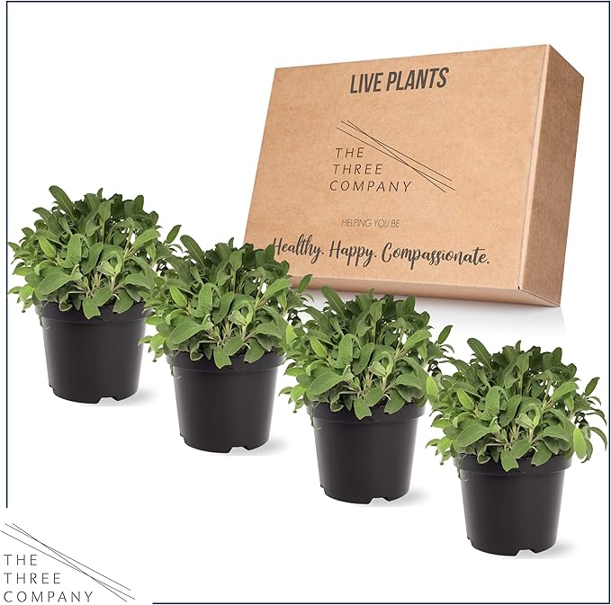 Live Aromatic and Edible Herb - Sage (4 Per Pack), Supports Memory and Brain Health, 8" Tall by 4" Wide in 1 Pint Pot
