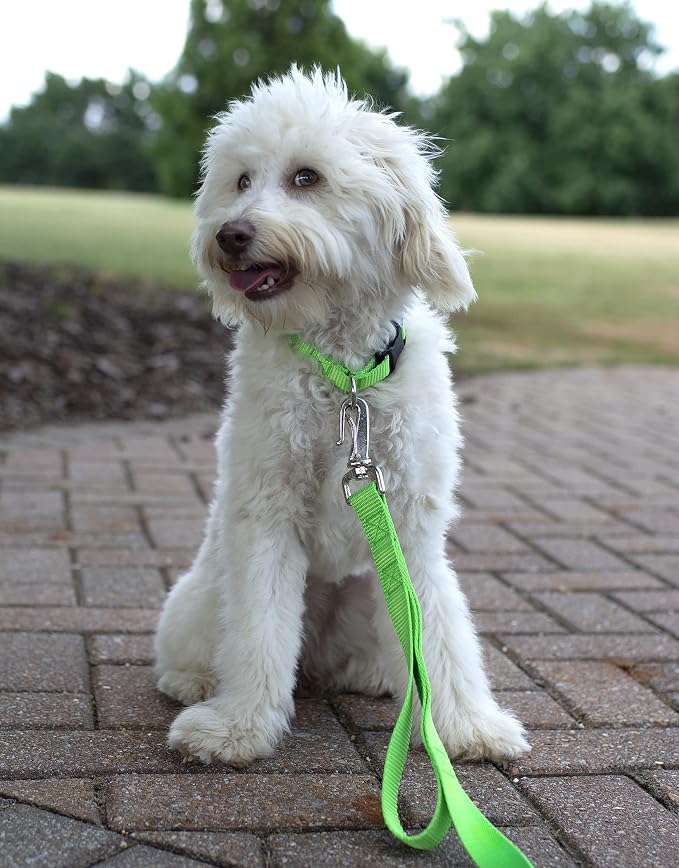 Country Brook Petz - Everyday Nylon Dog Collar and Leash - 10+ Cool Colors (3/4 Inch, Small, Hot Lime Green)