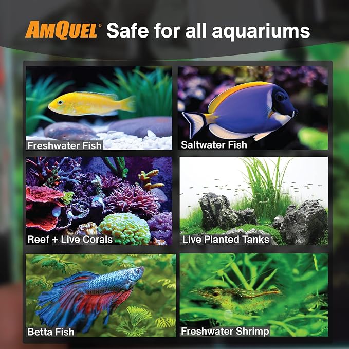 KORDON #31248 AmQuel Ammonia Control and Detoxifies Chloramine for Aquarium, 8-Ounce