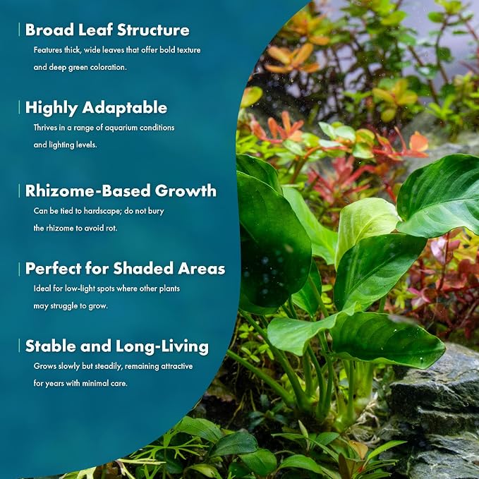 Anubias Live Aquarium Plants - Potted Freshwater Plant for Fish Tanks, Terrariums - Beginner Friendly Low Light (Barteri, 1 Pot)