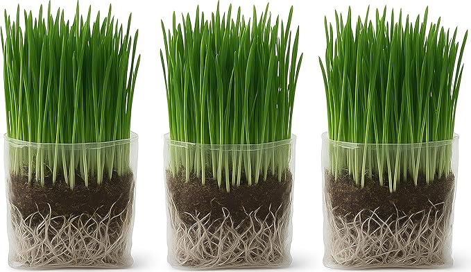 The Cat Ladies Cat Grass Grow Bag Kit, Organic Cat Grass for Indoor Cats, Cat Grass Seeds, Soil & Grow Bags 3 Pack