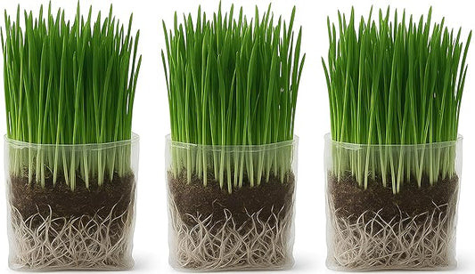 The Cat Ladies Cat Grass Grow Bag Kit, Organic Cat Grass for Indoor Cats, Cat Grass Seeds, Soil & Grow Bags 3 Pack
