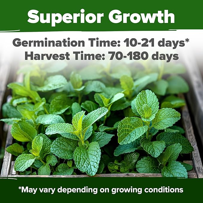 HOME GROWN Non GMO Lemon Balm Seed Pack - 403 Non-GMO USA Heirloom Herbal Tea Seeds - Bulk Lemon Balm Seeds for Planting Gardens Indoors or Outdoors - Herb Seeds (Melissa officinalis)
