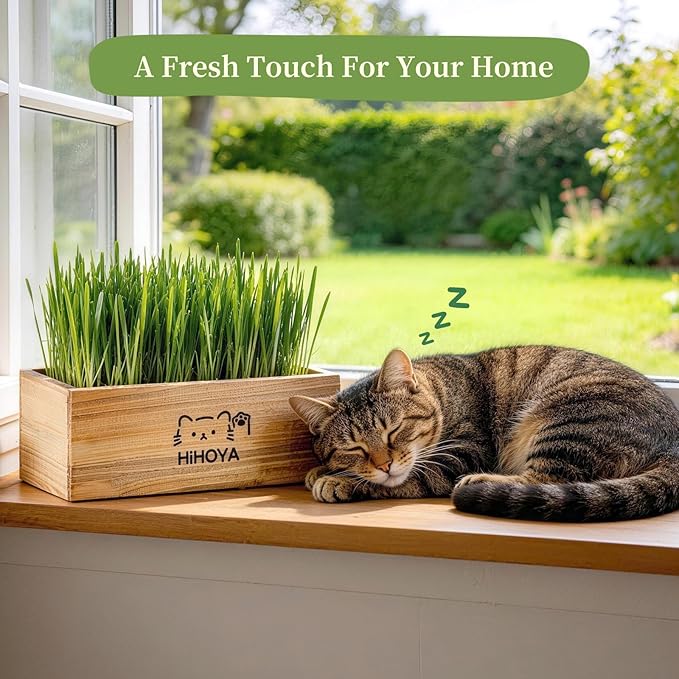 Cat Grass Kit for Indoor Cats - 5 Harvests Wheatgrass Growing Kit with Wooden Planter, Includes 6 Soil Disks, Spray Bottle, Tools & Scissors - Natural Hairball Control for Nipping & Nibbling
