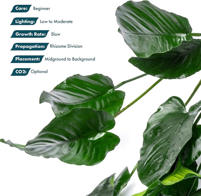 Anubias Live Aquarium Plants - Potted Freshwater Plant for Fish Tanks, Terrariums - Beginner Friendly Low Light (Barteri Broad Leaf, Mother Plant)