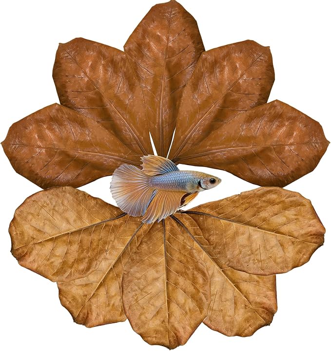 10Pcs Catappa Indian Almond Leaves Aquarium Decor Water Conditioner | Betta Fish Tank Decor,for Betta Fish Shrimp Goldfish Guppy,Balance PH,Natural Tannins,Axolotl Tank Accessories