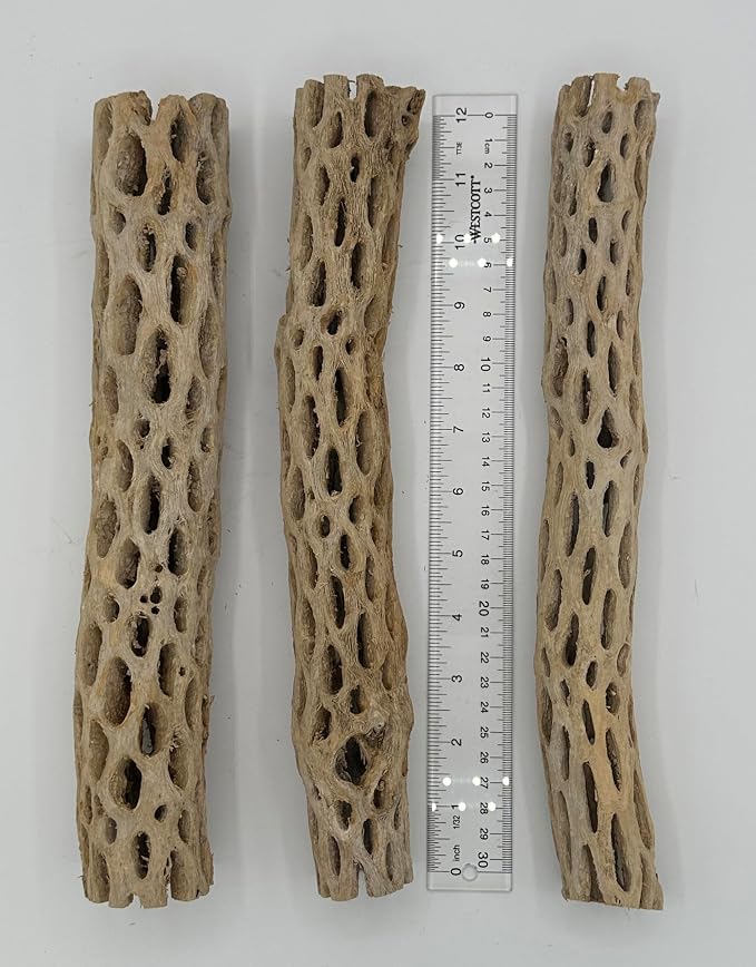 Awesome Aquatic XL Cholla Wood Tubes, Teddy Cane, 12" x up to 2" | XL Hideouts • Hollow tubes • Natural biofilm surface • Secure hideouts • Shrimp plecos hermit crabs reptiles • Natural décor