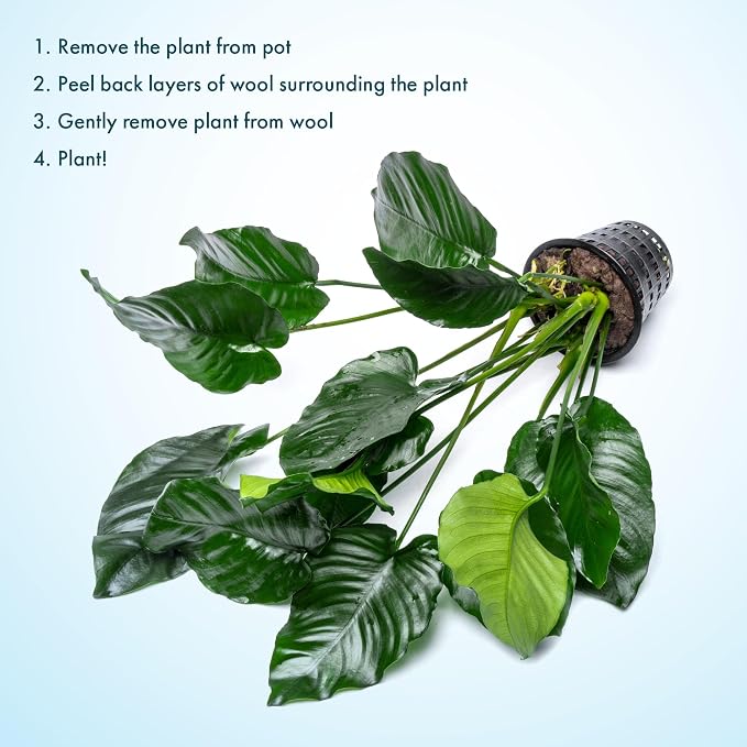 Anubias Live Aquarium Plants - Potted Freshwater Plant for Fish Tanks, Terrariums - Beginner Friendly Low Light (Barteri Broad Leaf, Mother Plant)