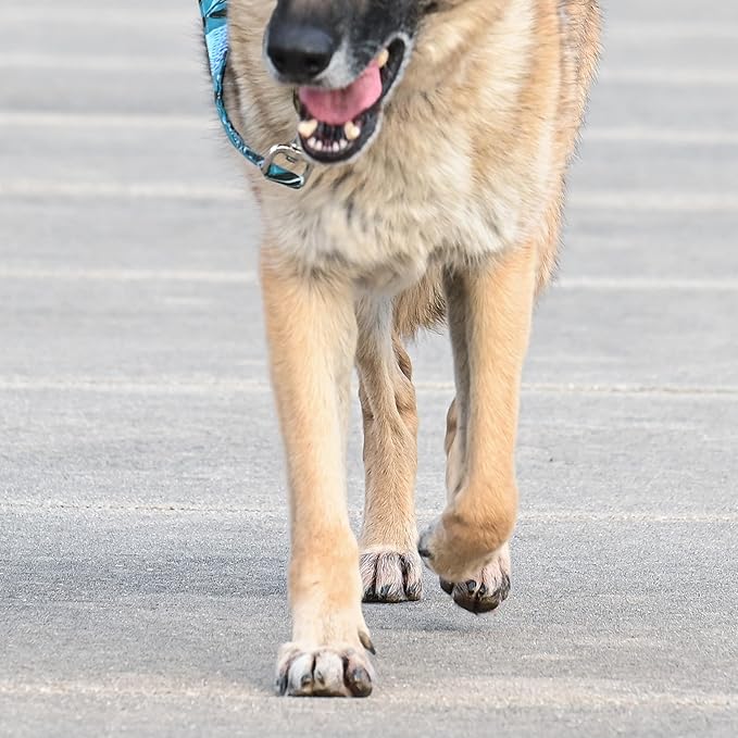 Rhino Wax - Dog Paw Protector for Hot Pavement - Use Street Wax Before Taking Dogs on Asphalt - Balm Protects from Warm Surfaces Rocks Road Debris - Great for Dogs who Hate Dog Shoes for Hot Pavement