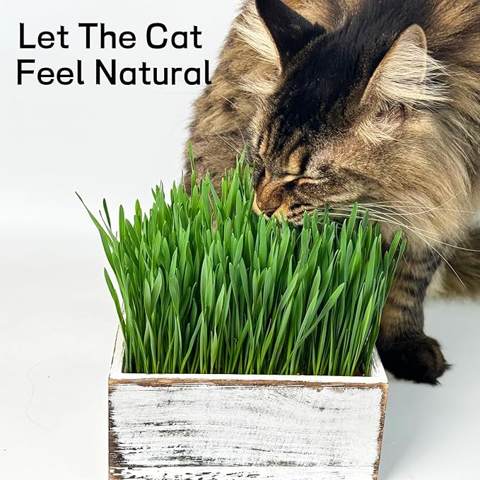 wooden cat grass planter (seedless), the organic cat grass set in the pet room is easy to operate, equipped with detachable planting basin and watering can.