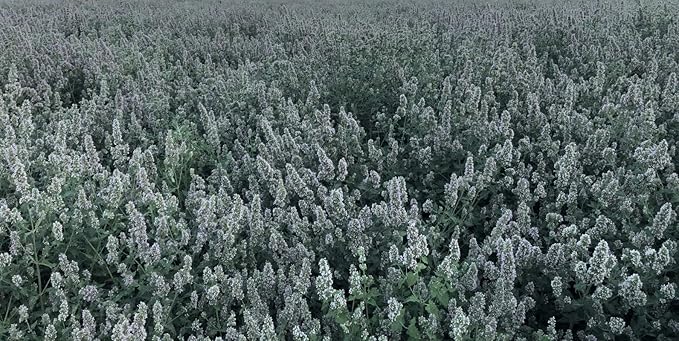 from The Field | Ultimate Blend Catnip & Silver Vine | Premium USA-Grown Catnip for Toys & Playtime | Fresh, Potent, Non-Toxic, Eco-Friendly | Safe for Kittens & Cats | Resealable 2 Oz Tub