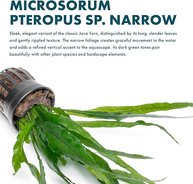 Live Plants - Microsorum Pteropus ‘Narrow’ (Microsorum pteropus) - Low to Medium Light, Deep Green Accent Aquatic Epiphytic Plant, Midground to Background Placement - Pot, 1 Pack