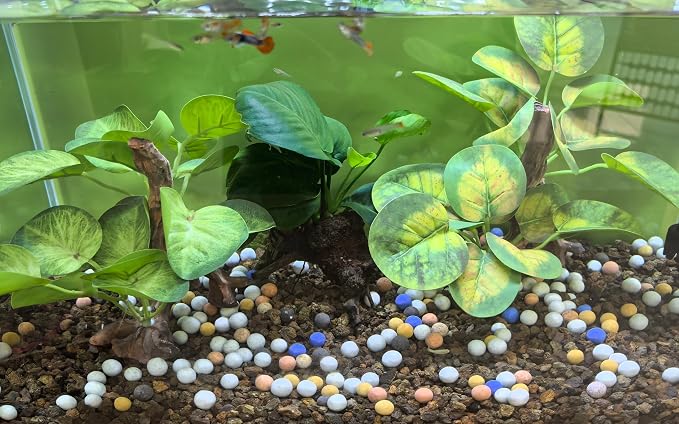 M2cbridge Fish Tank Plastic Soft Grass Water Plants Round Leaves 2pcs | zero maintenance, soft without scratching, healthy underwater home