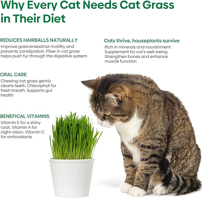 Cat Grass Seeds, 16OZ Non-GMO Barley, Oats, Wheat, Rye 4 Varieties Seed, Fast & High Germination, Heirloom Grown in USA for Indoor Cats