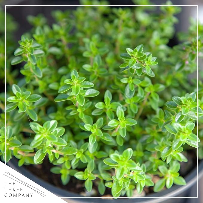 Live Aromatic and Edible Herb - Thyme (4 Per Pack) - Reduces Stress and Anxiety - 6" Tall by 4" Wide