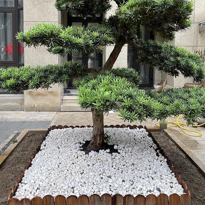 FANTIAN 10 lbs White Gravel for Aquarium, 2-3 Inch Large Pebbles for Planters, Decorative River Rocks for Plants Indoor, Landscaping, Vases, Fish Tank, Crafting and Garden