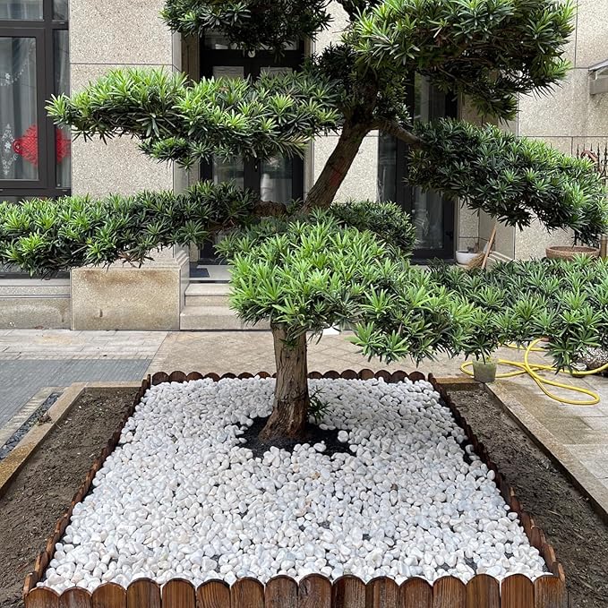 FANTIAN 5 lbs White Pebbles for Indoor Plants, 0.5-1 Inch Pea Gravel Stones for Planters, Decorative River Rocks for Succulent, Cactus, Vases, Aquariums, Crafting and Garden Landscaping