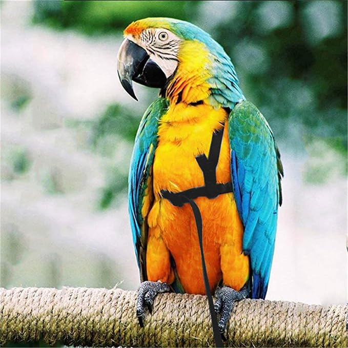 Bird Harness, Adjustable Bird Leash Pet Training Supplies Anti-bite Outdoor Flying Nylon Rope for Conures Budgerigar Lovebird Cockatiel Mynah