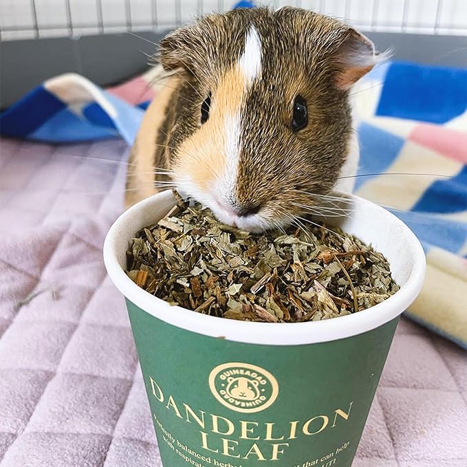 GuineaDad Organic Guinea Pig Herbal Treats - Guinea Pig Food with Convenient Packaging Dandelion Leaf Flavor 10 fl. oz - Guinea Pig Treats Help with Bonding High in Nutrition, Good for Digestion Small