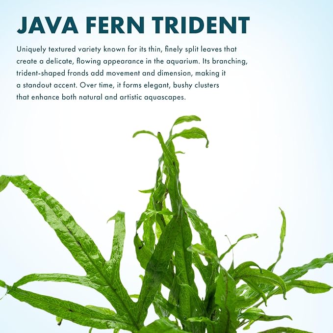 Java Fern Live Aquarium Plants - Potted Freshwater Plant for Fish Tanks - Beginner Friendly, Low Light (Trident, 1 Pot)