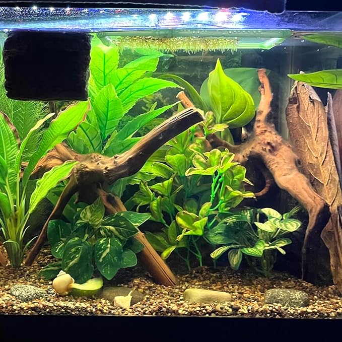 2 PCS Large Natural Spider Wood for Aquarium 12-16", Aquarium Drift Wood, Assorted Size Spider Wood, Twisted Branches Trunk for Fish Tank, Aquascaping, Reptile Climbing Branch, Terrarium Decor