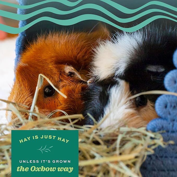 Oxbow Animal Health Orchard Grass, Guinea Pig Hay, Rabbit Hay, Small Pet Bunny Supplies, All Natural Grass for Guinea Pig, Bunny, Chinchilla & Hamster, Oxbow Rabbit Supplies for Bunnies, 9 lb. box