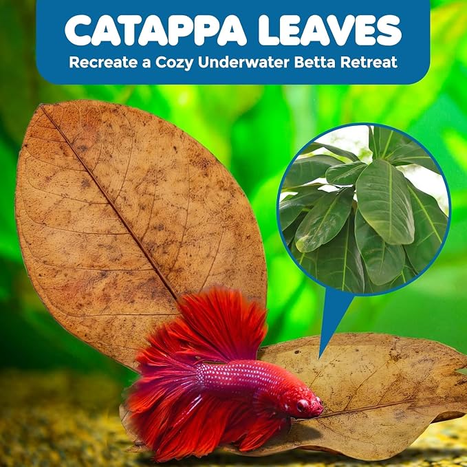 SunGrow 10 Indian Almond (Catappa) Leaves for Betta Fish - Aquarium Water Conditioner, Adds Tannins, Lowers pH, Enhances Color, Stress Relief, Water Softening Treatment, 4-7 Inches