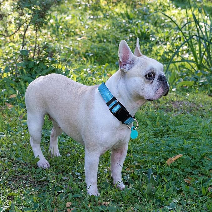 Ladoogo Reflective Dog Collar Padded with Soft Neoprene Breathable Adjustable Nylon Dog Collars for Small Medium Large Dogs (X-Small (Pack of 1), Vivid Blue Collar+Leash)