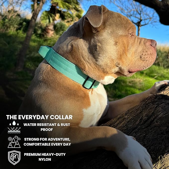 Heavy Duty Dog Collar, Tactical Dog Collar, Dog Collars for Medium Dogs, Waterproof Dog Collar, Dog Training Collar, Quick-Release Metal Buckle, Adjustable Sizes – BULLYBREED (Aquamarine, Medium)