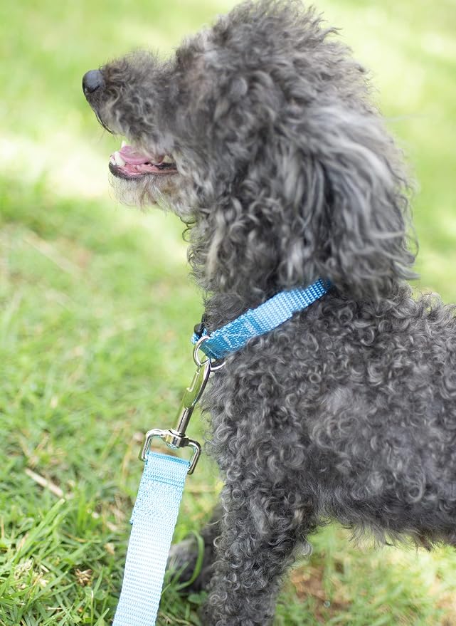 Country Brook Petz - Everyday Nylon Dog Collar and Leash - 10+ Cool Colors (3/8 Inch, 2XS, Ice Blue)