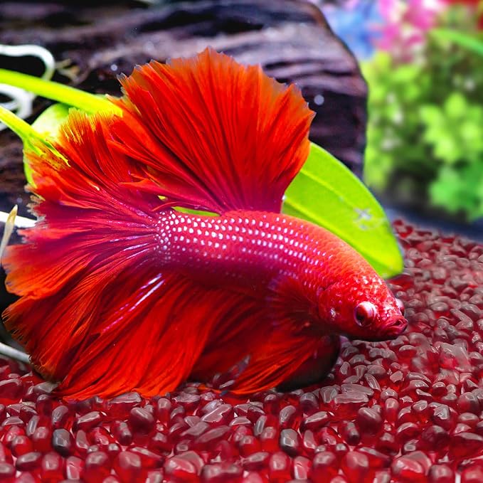 Keedolla 0.93LB Clear Glass Pebbles Marble Aquarium Fish Tank Rocks Gravel for Turtle Tank, Vase Fillers, Christmas Decoration - Red