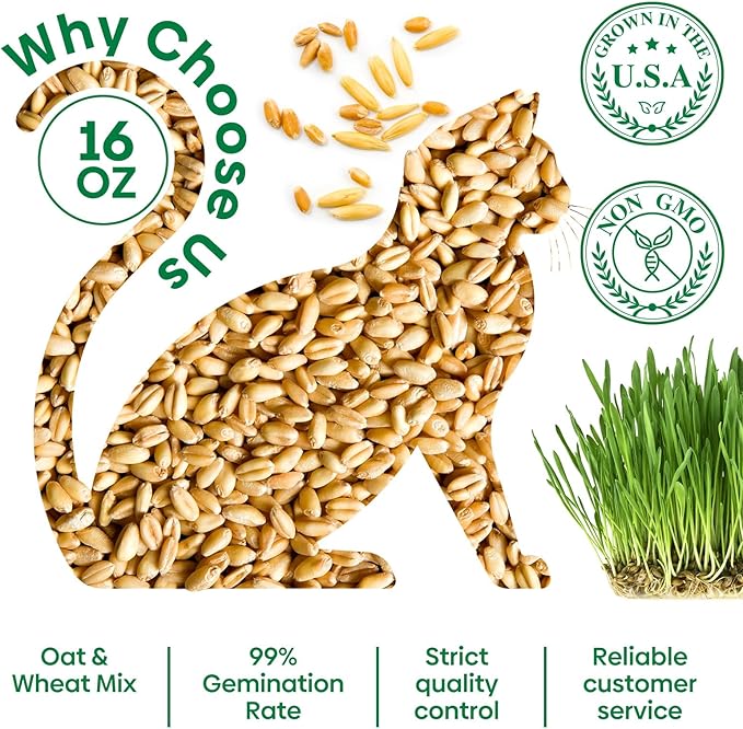 Groundio Cat Grass Seeds, 16 OZ, Grown in The USA for Indoor Cats, Non-GMO, 1 Pound