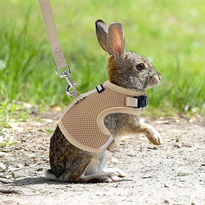 AIITLE Adjustable Rabbit and Leash Set - Lightweight & Portable, Padded Vest with Magic Tape Design, Indoor/Outdoor Use (Training, Hiking) - Fits Hamsters, Rats, Iguanas, Puppies, Cats, Khaki M