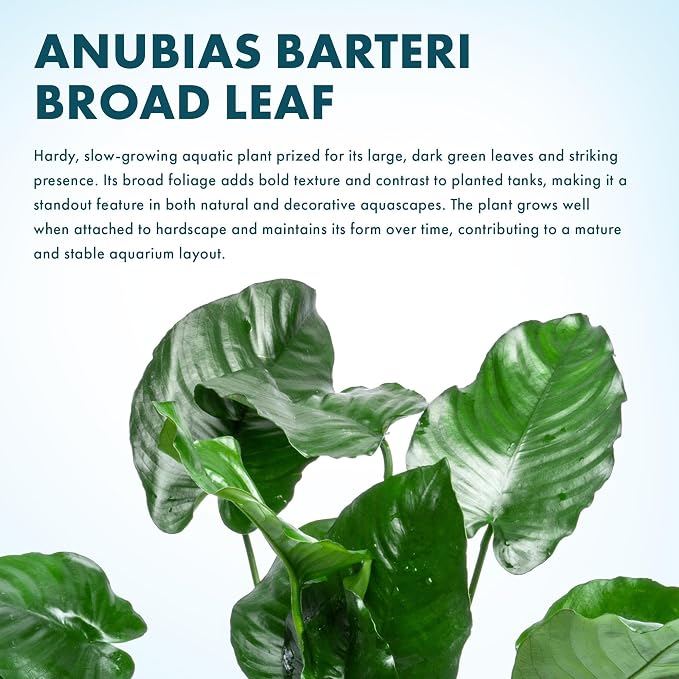 Anubias Live Aquarium Plants - Potted Freshwater Plant for Fish Tanks, Terrariums - Beginner Friendly Low Light (Barteri Broad Leaf, Mother Plant)
