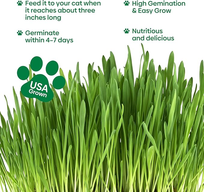 Groundio Cat Grass Seeds, Barley, Oats, Wheat, Rye 4 Varieties, Non-GMO Fast Germinate in 4-7 Days, Sourced from USA for Indoor Cats, 4 Ounce
