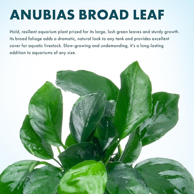 Anubias Live Aquarium Plants - Potted Freshwater Plant for Fish Tanks, Terrariums - Beginner Friendly Low Light (Barteri Broad Leaf, 3 Pots)