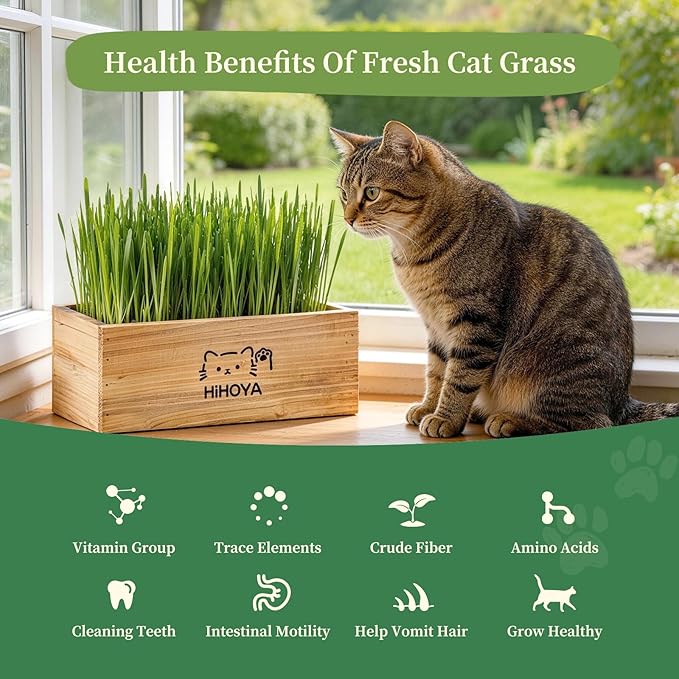 Cat Grass Kit for Indoor Cats - 5 Harvests Wheatgrass Growing Kit with Wooden Planter, Includes 6 Soil Disks, Spray Bottle, Tools & Scissors - Natural Hairball Control for Nipping & Nibbling