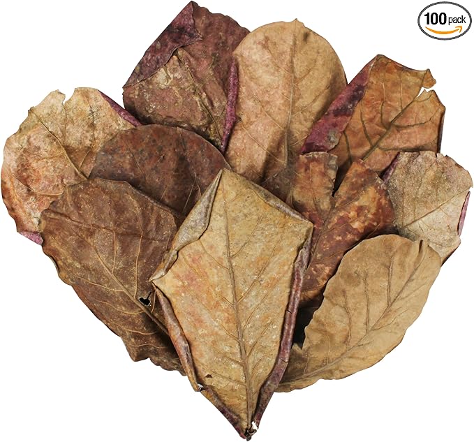 Large Catappa for Fish, Indian Almond Leaves, 5-8 Inch, 250g,100 Pcs | Balance aquarium water.Ideal water conditioner for betta fish and shrimp.Decorative landscaping in fish tanks
