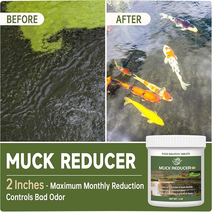 LMJP Muck Reducer for Ponds, Sludge Solution, Away Muck & Odor Control, 1LB | Koi Pond Cleaning, Natural Beneficial Bacteria & Enzymes, Safe for Fish, Wildlife & Recreation, Treats Up To 6,000 Sq Ft