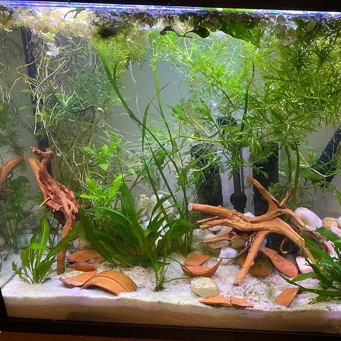 10 Pcs Large Natural Spider Wood for Aquarium 4-6", Aquarium Drift Wood, Assorted Size Spider Wood, Twisted Branches Trunk for Fish Tank, Aquascaping, Reptile Climbing Branch, Terrarium Decor