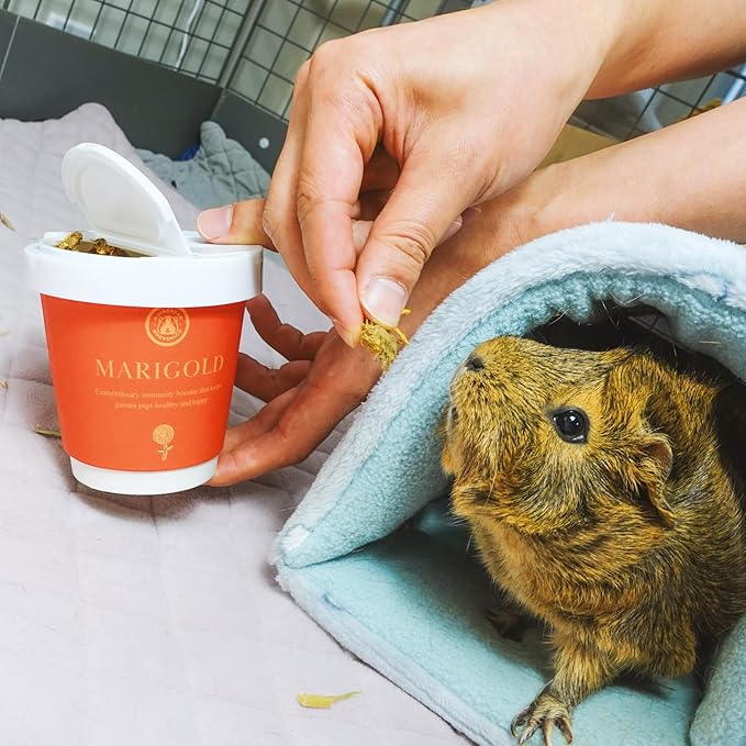 GuineaDad Organic Guinea Pig Herbal Treats - Guinea Pig Food with Convenient Packaging - Marigold Flavor - 16 fl. oz - Guinea Pig Treats Help with Bonding - High in Nutrition, Immune Support - Large