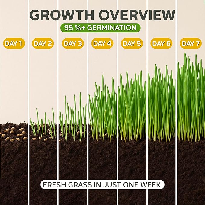 Todd's Seeds Cat Grass Seeds (1 Lb Bulk) | Premium Wheatgrass for Indoor Cats | Fast Growing Pet Grass in 5 Days | Non-GMO, Chemical Free, Hairball & Digestive Aid