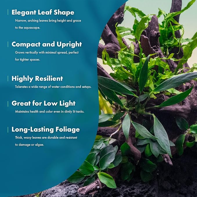 Anubias Live Aquarium Plants - Potted Freshwater Plant for Fish Tanks, Terrariums - Beginner Friendly Low Light (Congensis, 3 Pots)